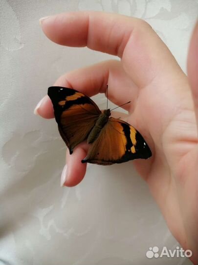 Живые бабочки в подарок, Мини-фермы. От