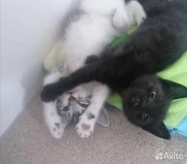 Котята в добрые руки