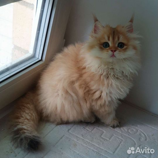 Британская кошечка LH (бронь )