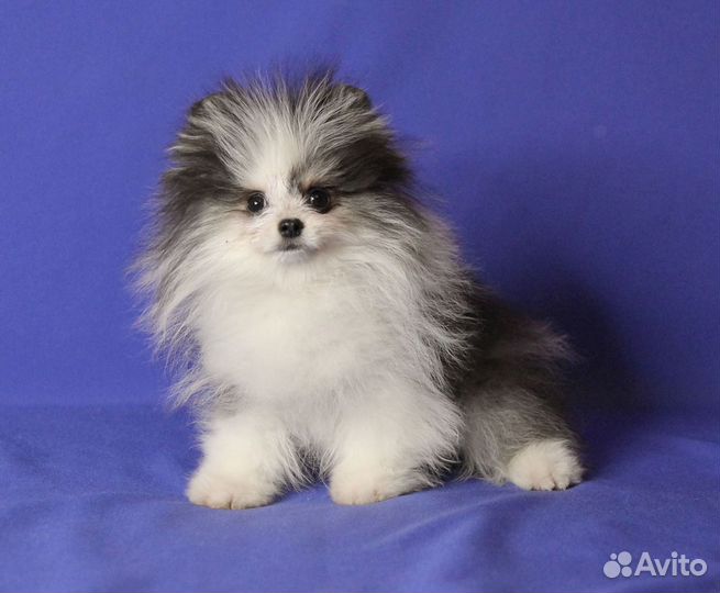 Шпиц, малыш для души