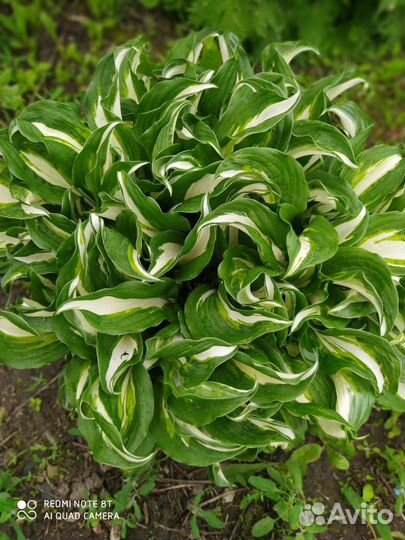 Многолетние садовые растения