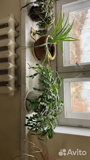 Цветы в ассортименте