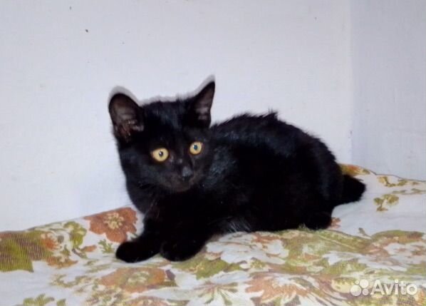 Кошка в дар