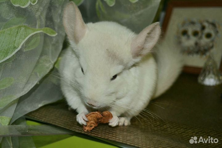 Шиншилла бело-розовый мальчик мозаика