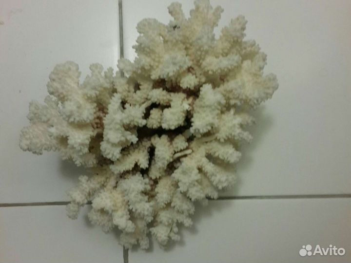 Коралл 2 шт