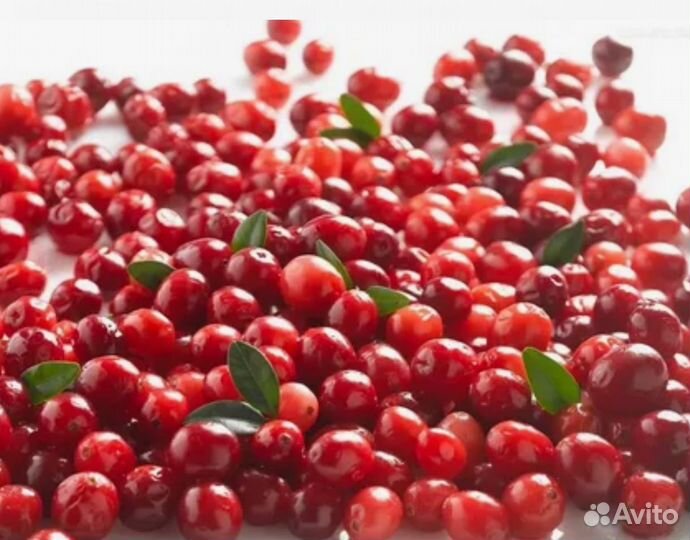 Клюква сушёная болотная оригинальная + чай