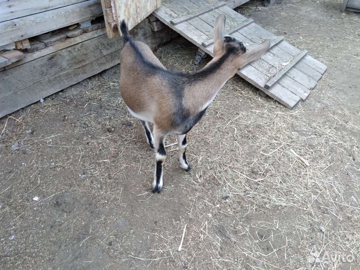 Коза