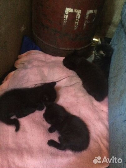 Отдам котят в хорошие руки