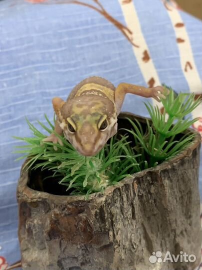 Ящерица эублефар