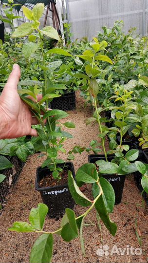 Саженцы голубики