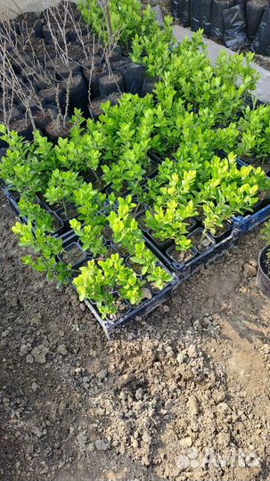 Саженцы Бересклета