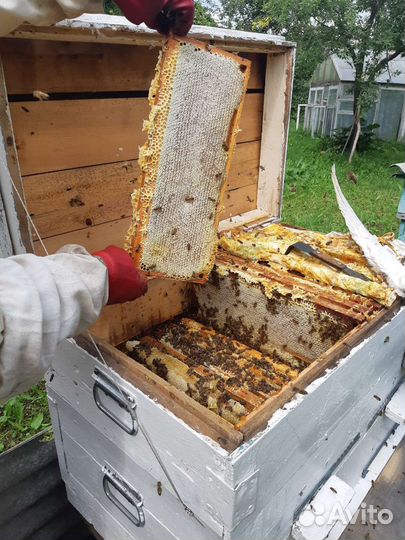 Продам мед с личной пасеки