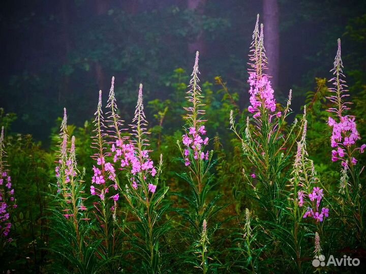 Иван чай 1кг 2О23 новый урожай, выверенный