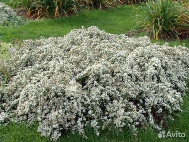 Вересковая астра