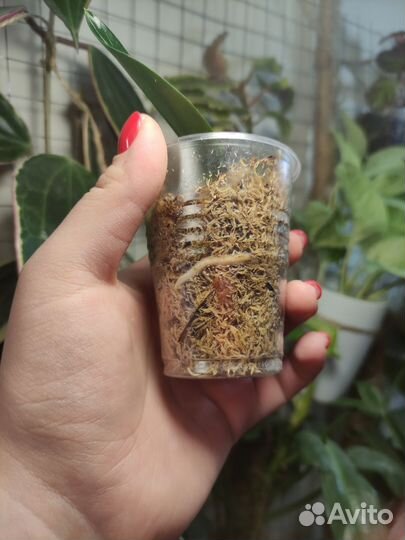 Сингониум панда,моттлед ароухед,сциндапсус дарк