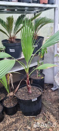 Пальма Трахикарпус, Хамеропс, вашенгтония, финик