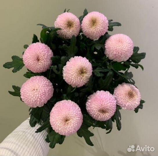 Хризантема шаровидная