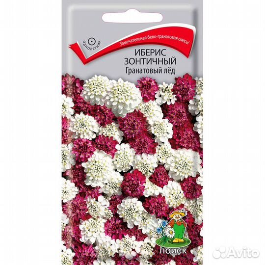 Иберис зонтичный Гранатовый лед