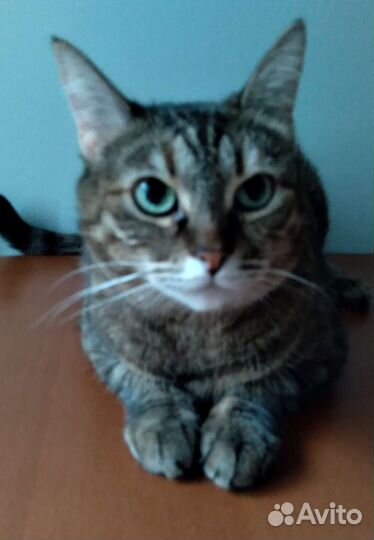 Кошечке Нюсе очень нужен заботливый хозяин