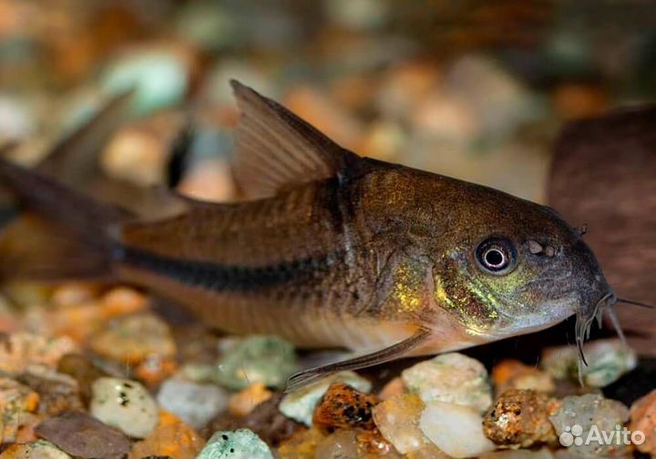 Сомик коридорас