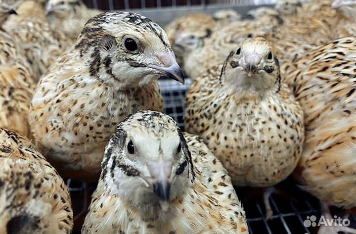 Перепела - Фараон - Белый Американский бройлер