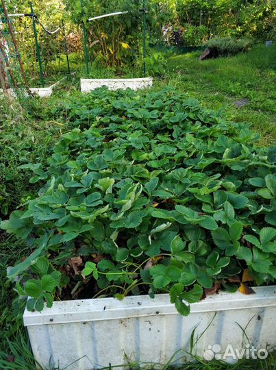 Рассада клубники