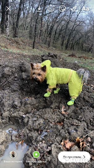 Вязка. Тоша ищет даму сердца