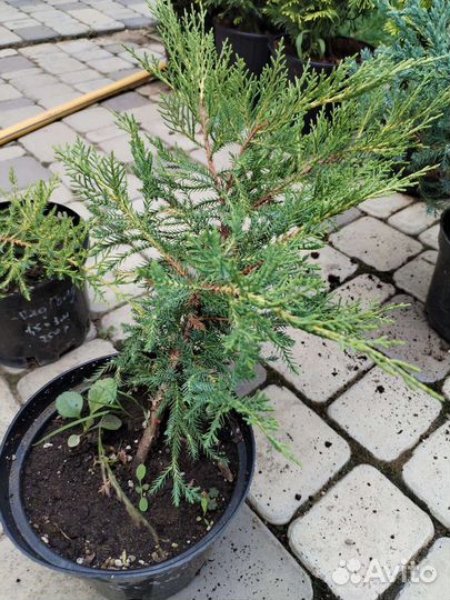 Можжевельник