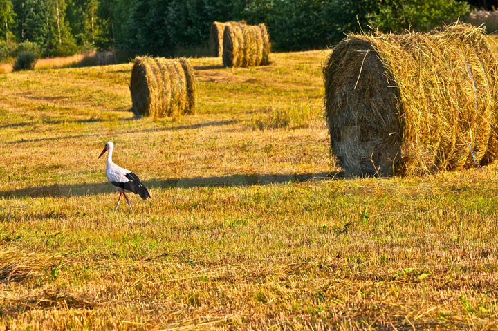 Участок 300 га (СНТ, ДНП)