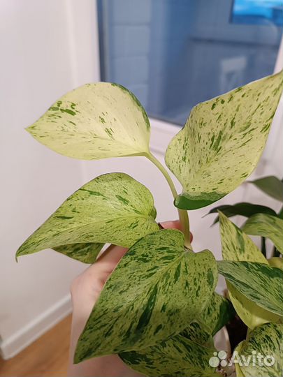 Комнатные цветы