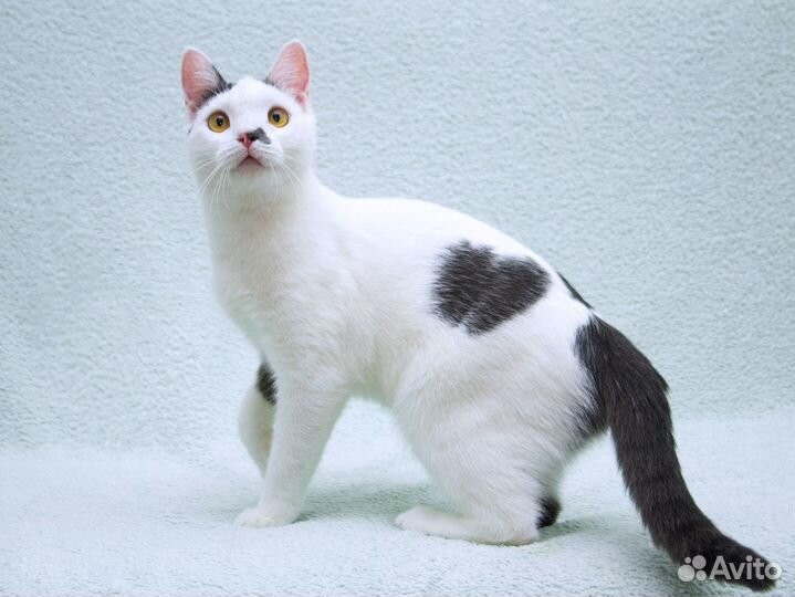 Кошка Котобан с удивительными глазами