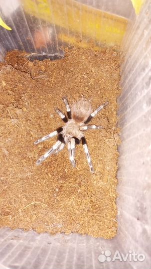 Паук Nhandu chromatus