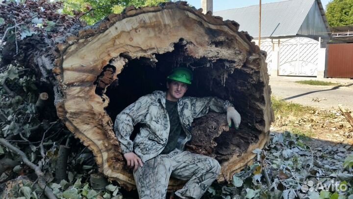 Спил деревьев