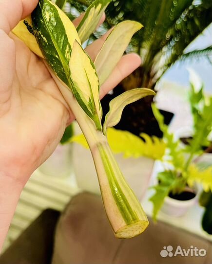 Замиокулькас вариегатный