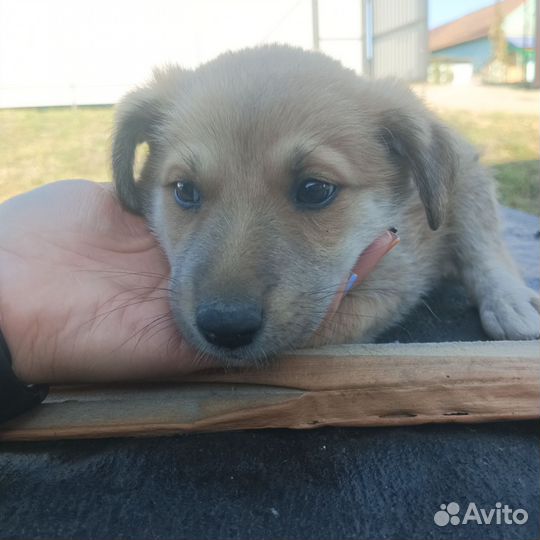 Отдам бесплатно щеночка