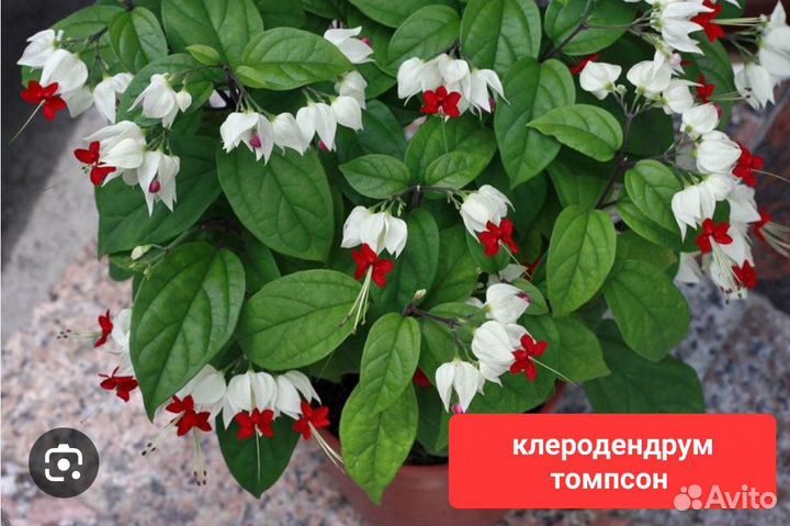 Клеродендрум томпсон и другие