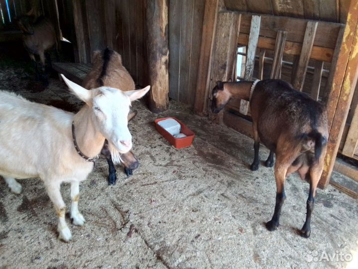 Козы Чехи Дойные