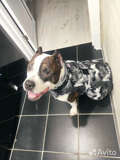 Отдам в добрые руки