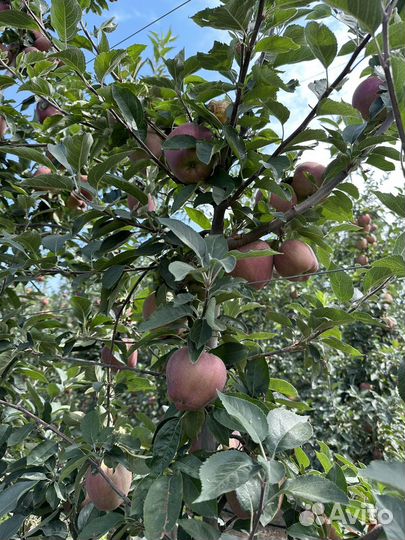 Яблоки сорта Местар