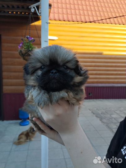 Щенки пекинеса