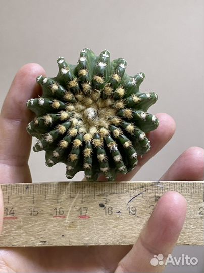 Discocactus horstii
