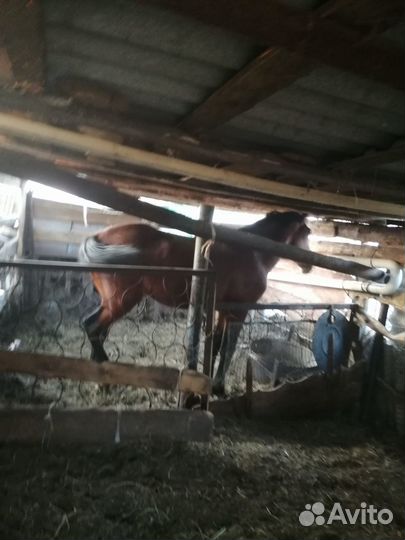 Жеребец на откорме 1,5 года ему около 3 - х лет