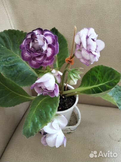 Глоксинии сортовые цветущие