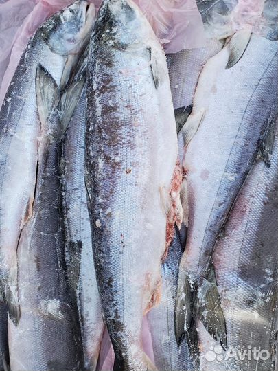 Кета псг вылов 2023