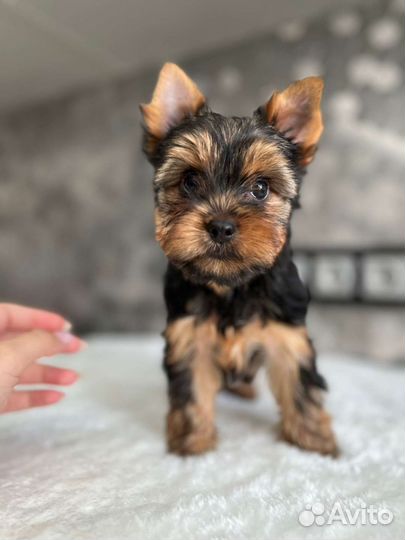 Мальчики Йоркширский терьер