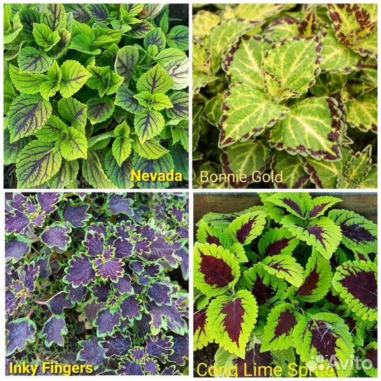 Колеусы 170 сортов Часть 1