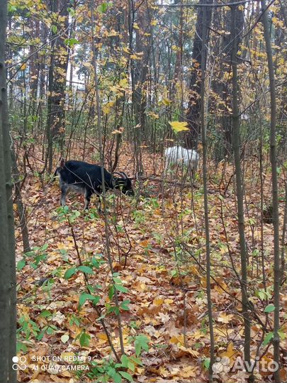 Коза дойная молочная