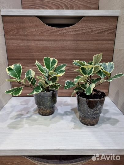 Триангулярис вайт марджин, твилайт, альбомаргината