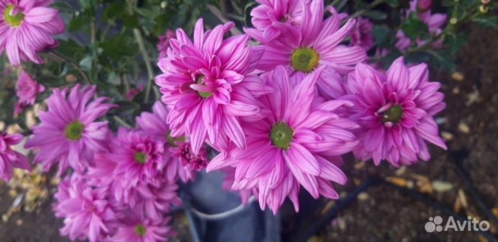 Хризантема