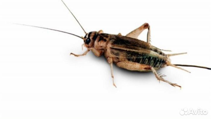 Сверчки живые